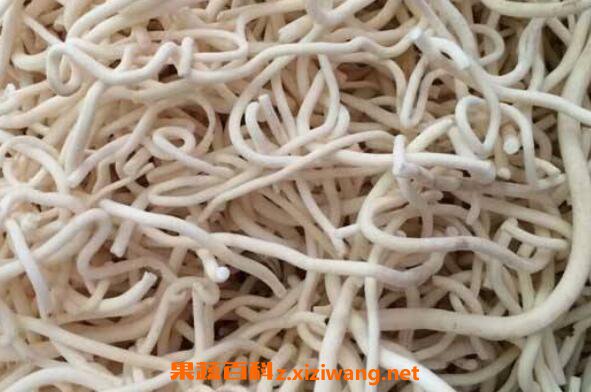 通草的功效与作用及药用价值