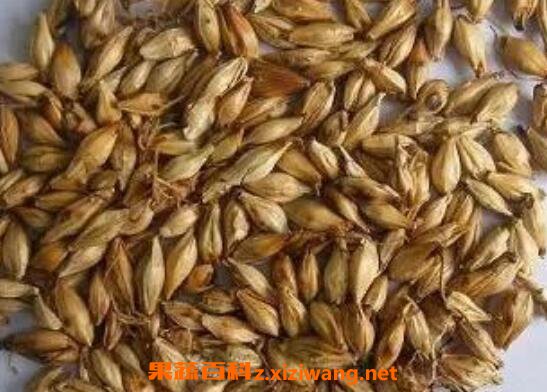 焦麦芽的功效与作用及药用价值