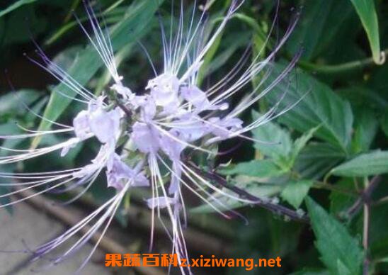 猫须草的营养价值与功效作用