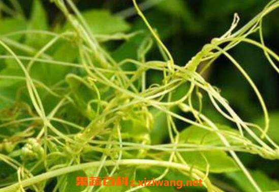 菟丝草的功效与作用