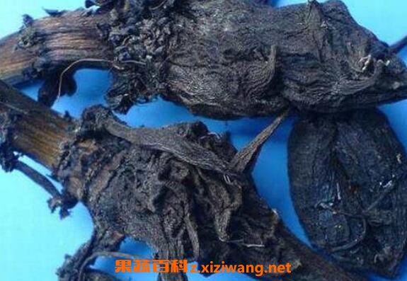 制草乌的功效与作用及禁忌