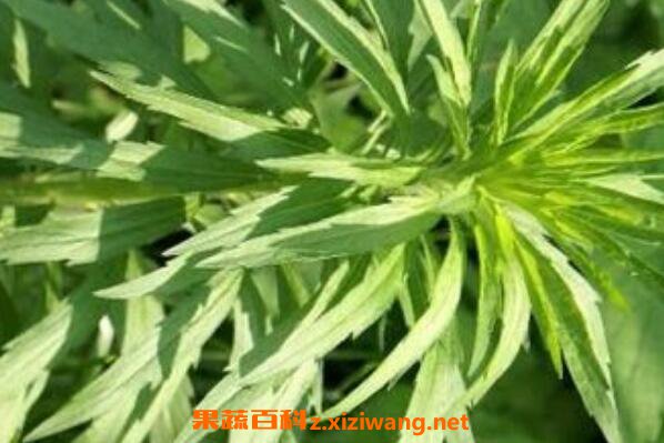 小飞蓬的功效与作用及常见用法