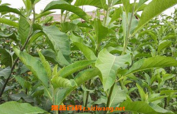 南非叶的功效与作用及食用方法