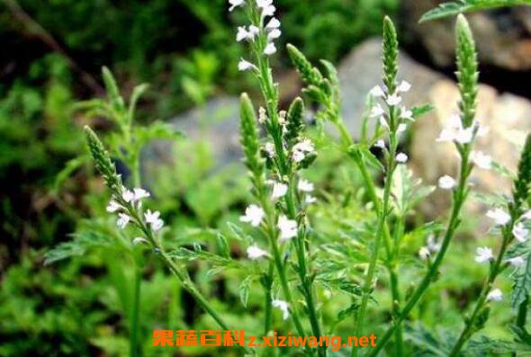 假马鞭草的功效与作用