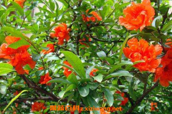 石榴花怎么养殖 石榴花的养殖方法