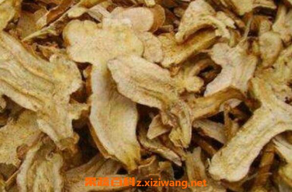 生白术的功效与作用及药用价值