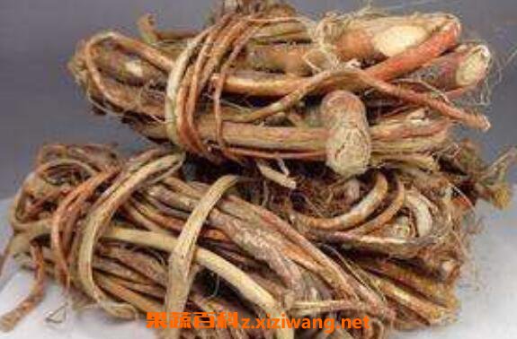 五指毛桃根的功效与作用