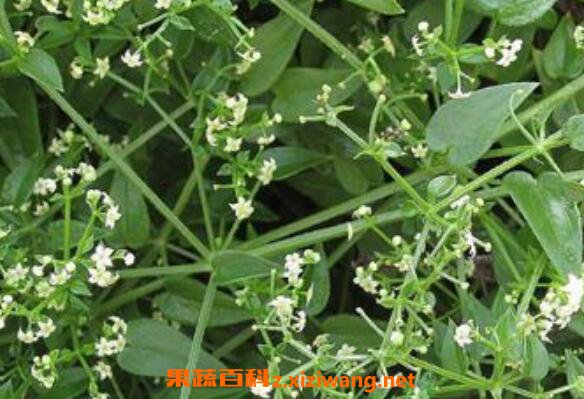 茜草的功效与作用及食用方法