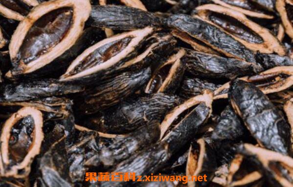 大腹皮和</div>
  </mip-showmore>
<div on=