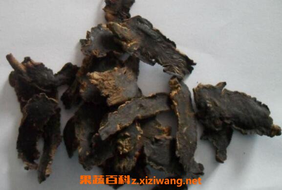 元参的功效与作用 元参的药用价值