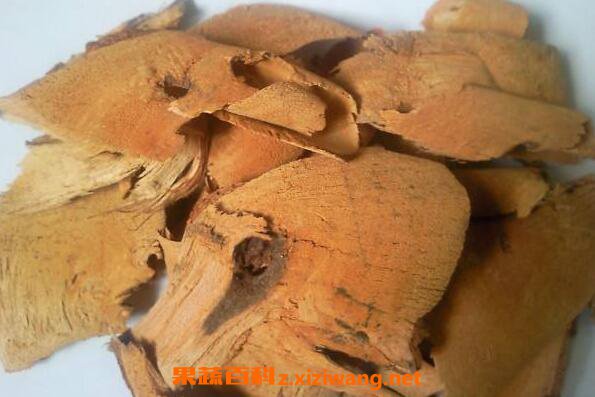 藤梨根的功效与作用及药用价值