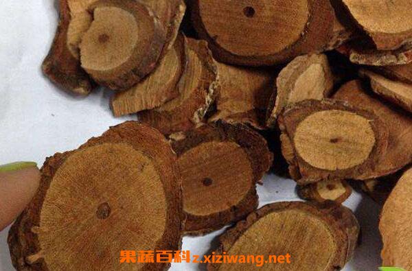 藤梨根的功效与作用及药用价值