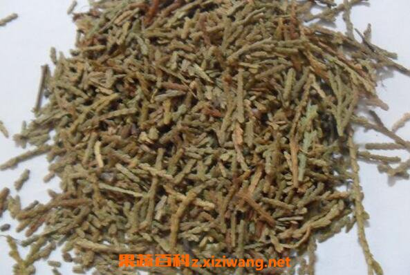 侧柏叶的功效与作用及药用价值