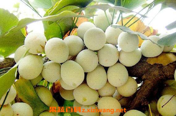银杏果的功效与作用 吃银杏果的</div>
<div class=