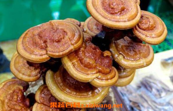 野生灵芝的功效与作用