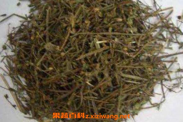 半枝莲膏的功效与作用