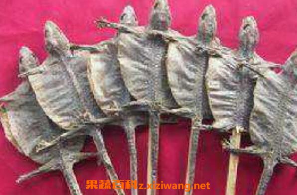 蛤蚧海马酒的功效与作用