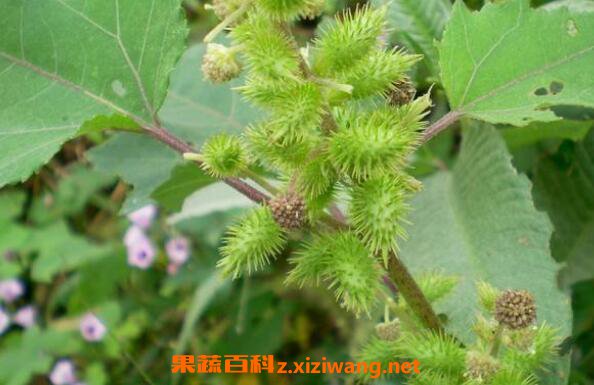 苍耳子和苍耳草的区别 苍耳子的功效