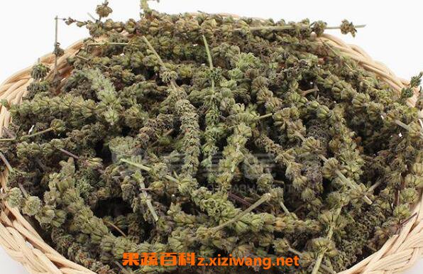 荆芥穗的功效与作用及药用价值