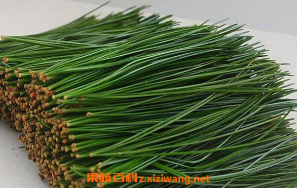  鲜松叶的作用和功效