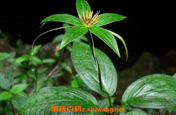 七叶一枝花的功效与作用及禁忌