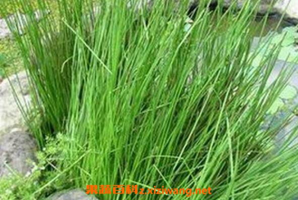 灯心草的功效与作用及食用方法