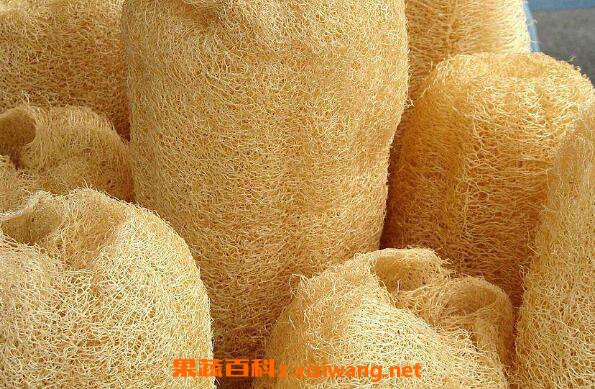 老丝瓜络煮水喝的功效 丝瓜瓤煮水喝的功效