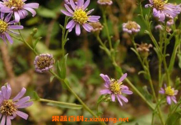 紫苑的功效与作用