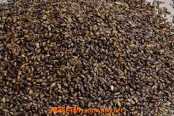 车前子壳粉的食用方法 吃车前子壳粉的</div>
<div class=