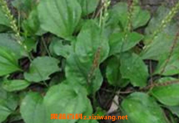 车前草泡水喝的功效与禁忌