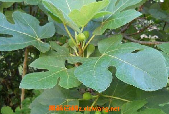 无花果叶煮水的功效与作用