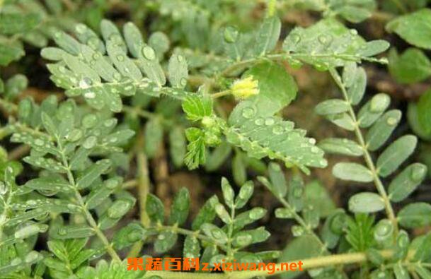 刺蒺藜的功效与作用