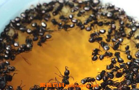 蚂蚁泡酒有什么作用