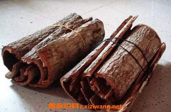 核桃树皮