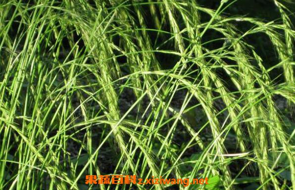 野麦子的功效与作用