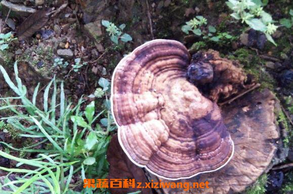 野生灵芝的功效与作用 野生灵芝怎么吃