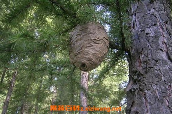 野蜂巢