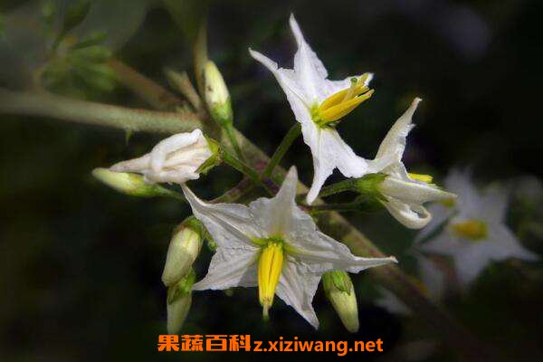 茄根煮水
