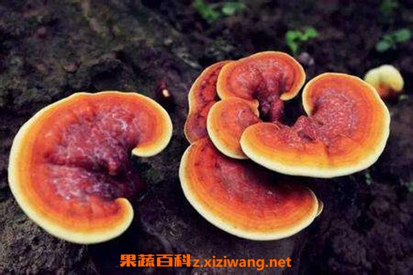 灵芝