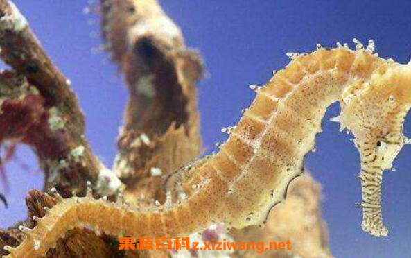 新鲜海马怎么处理晒干 海马晒干注意事项