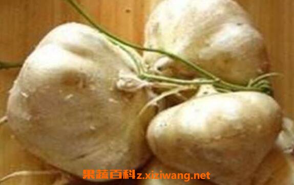 生吃土瓜的功效与作用 生吃土瓜有什么好处