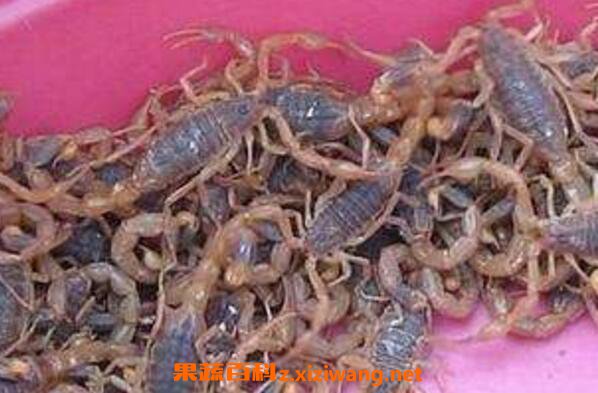 中药蝎子的功效与作用