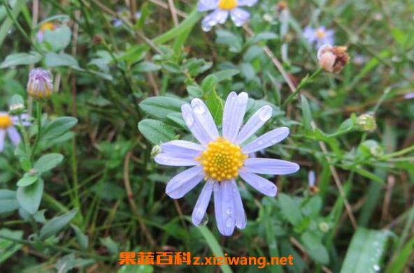 鱼鳅串的功效与作用其药用价值