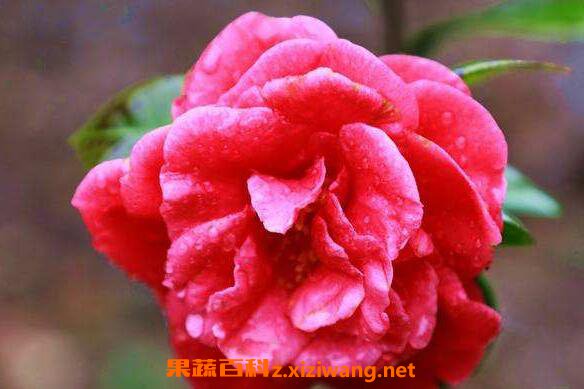 山茶花油的副作用 长期用山茶花油的危害