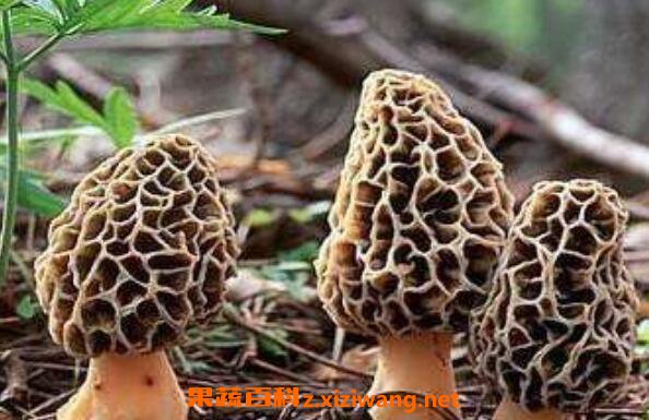 羊肚菌的功效与作用 吃羊肚菌的好处