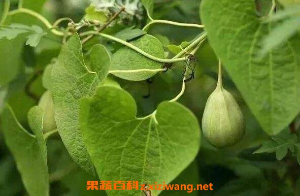 朱砂莲的功效与作用