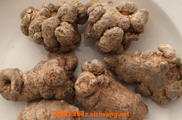 土三七的功效与作用 土三七的药用价值