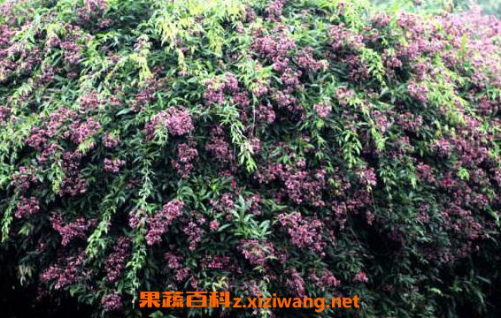 岩胡豆的功效与作用 岩胡豆的药用价值