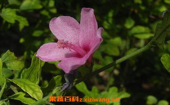 地桃花根的功效与作用