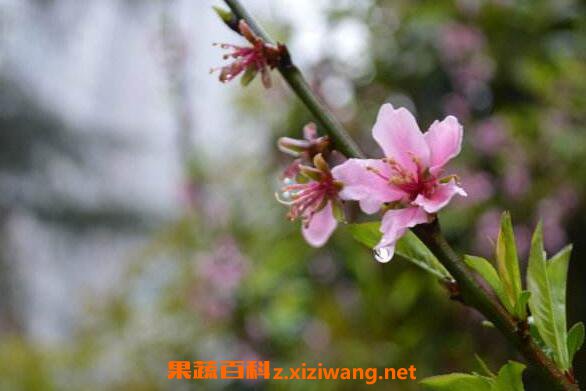 地桃花根的功效与作用及药用价值